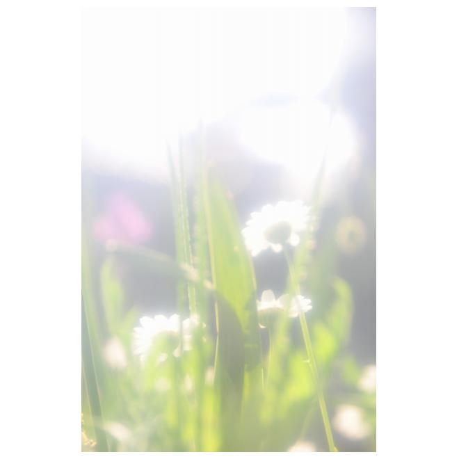 光の花