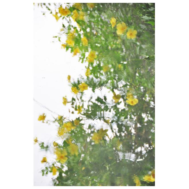 波紋の中の花