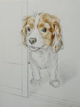 愛犬ごん太