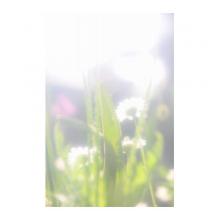 光の花