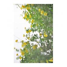 波紋の中の花